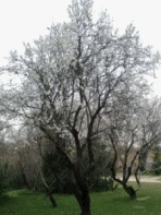 Aragon Farms - Almendras