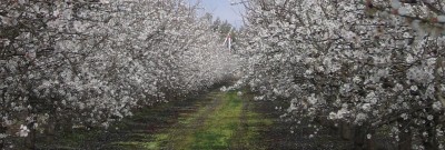 Aragon Farms - Plantaciones