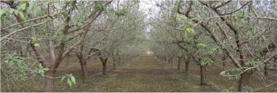 Aragon Farms - Orchards