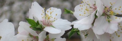 Aragon Farms - History 