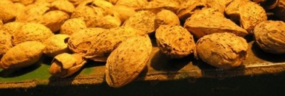 Aragon Farms - The Almond