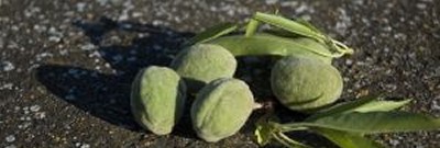 Aragon Farms - Harvest