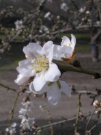 Aragon Farms - Almendro